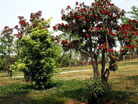 图1、“县花”马樱花