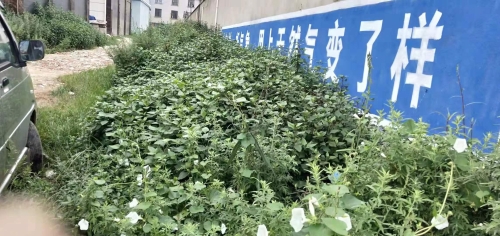 板桥街道整治集镇背街小巷环境卫生 (1)