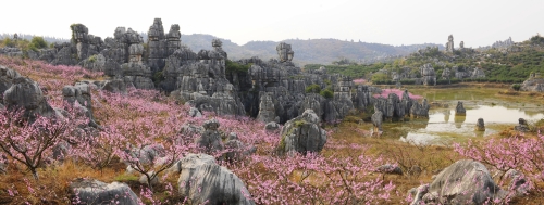 4万年灵芝