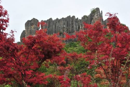 霜寒红叶（王丽梅摄）
