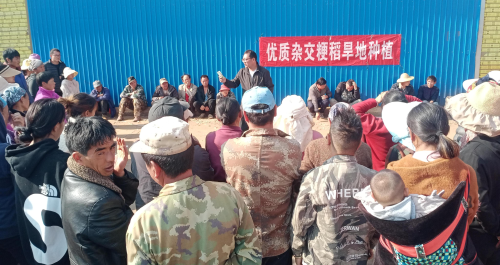 优质杂交粳稻旱地种植培训