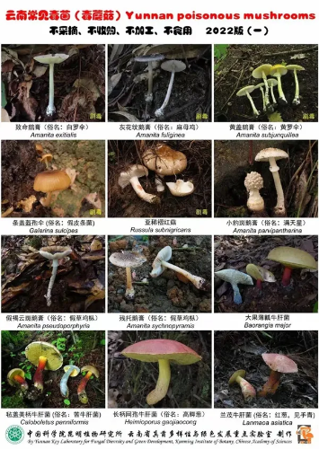 云南常见毒菌（毒蘑菇）2022版 一