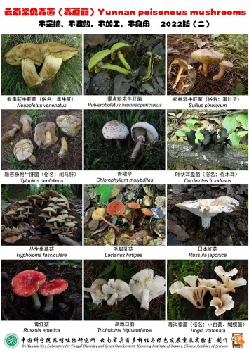 云南常见毒菌（毒蘑菇）2022版 二