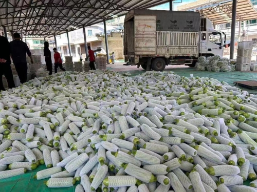 5419c7ffd4a6c6225a80a2103a7b4125